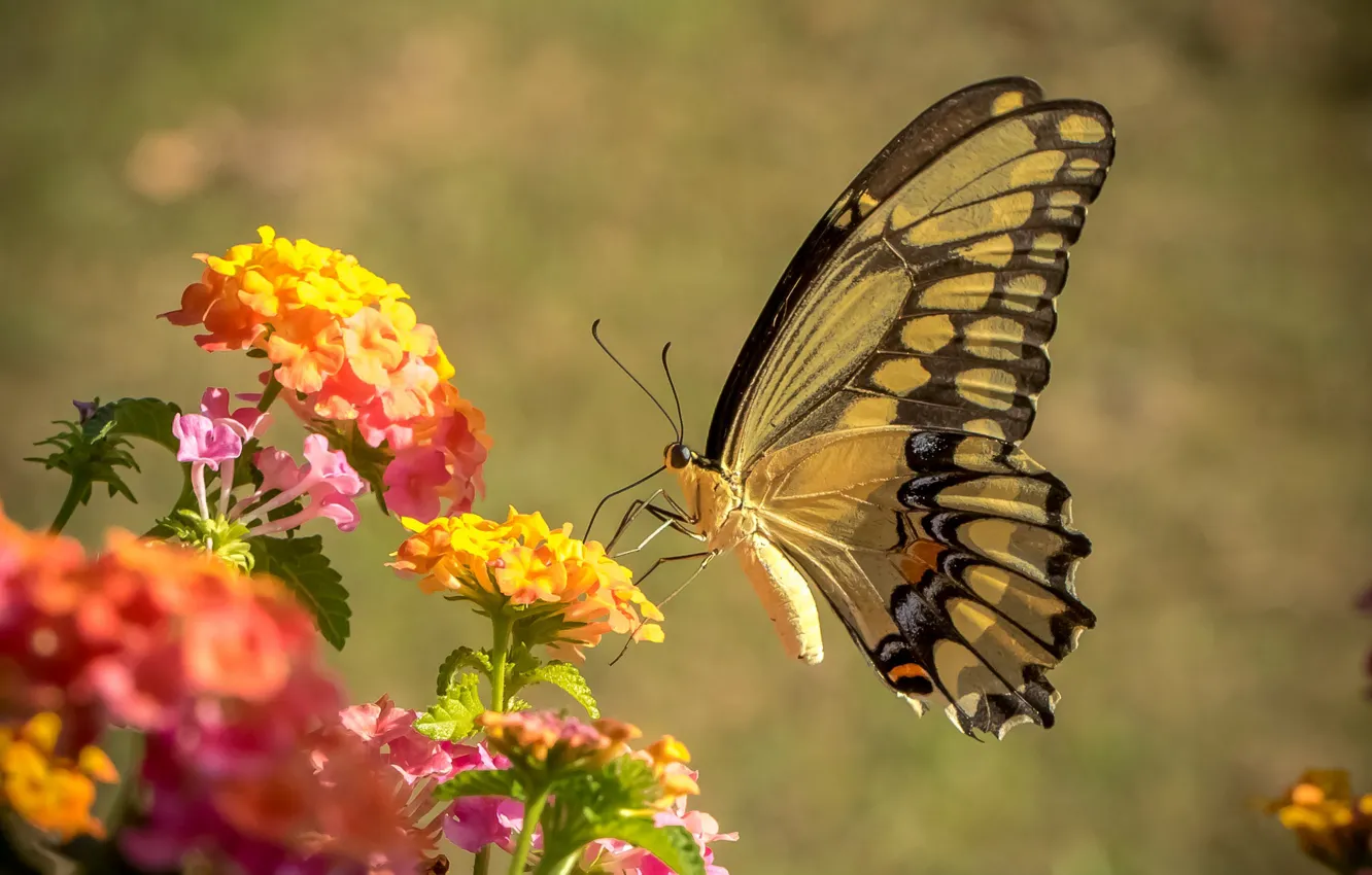 Photo wallpaper flowers, butterfly, wings
