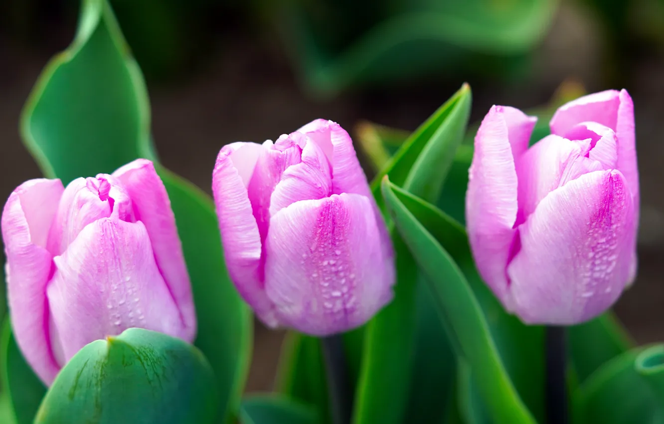 Photo wallpaper macro, flowers, spring, tulips, pink, trio, buds