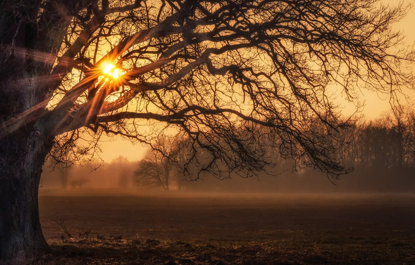 Photo wallpaper autumn, light, trees