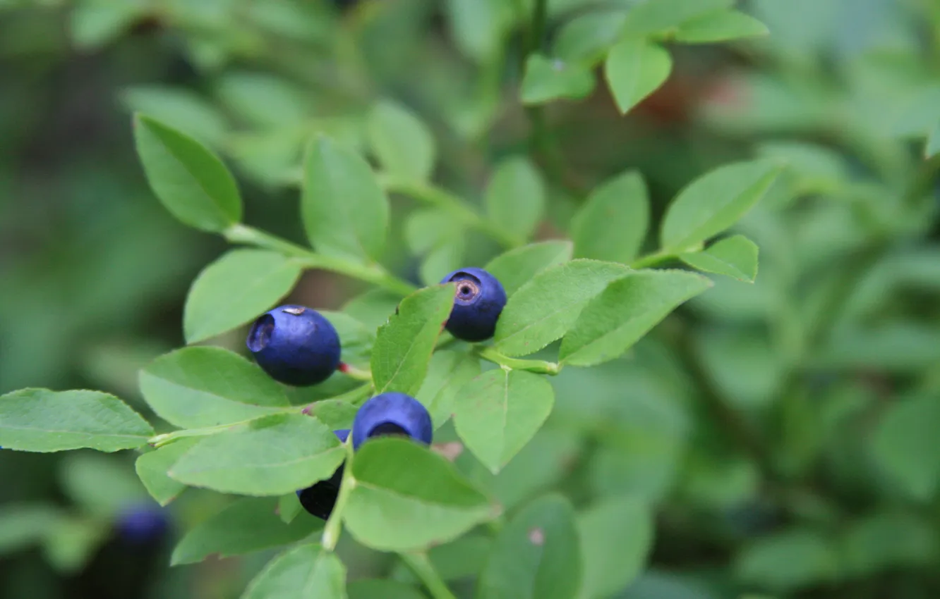 Photo wallpaper forest, macro, nature, berries, stay, morning, blueberries, walk