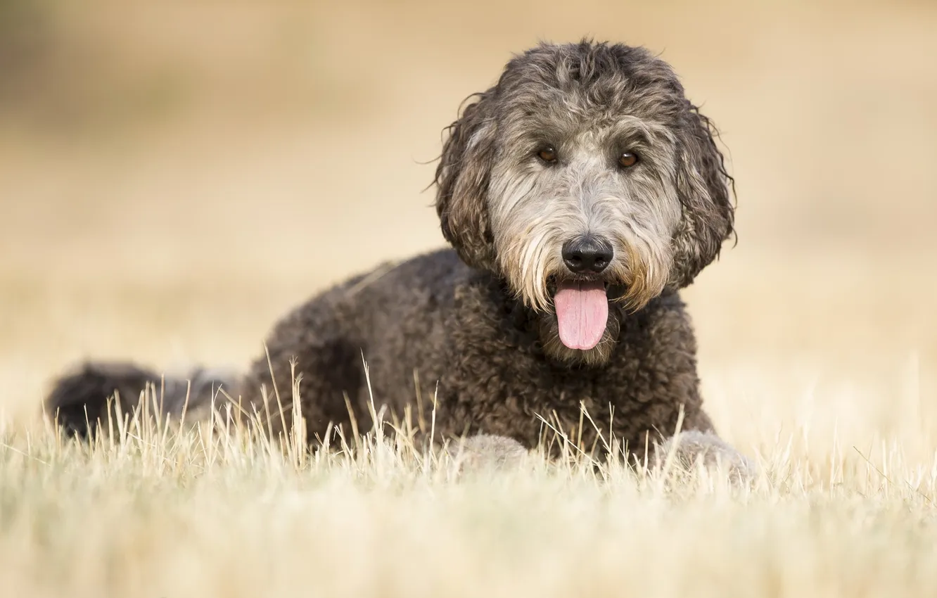 Photo wallpaper look, each, dog