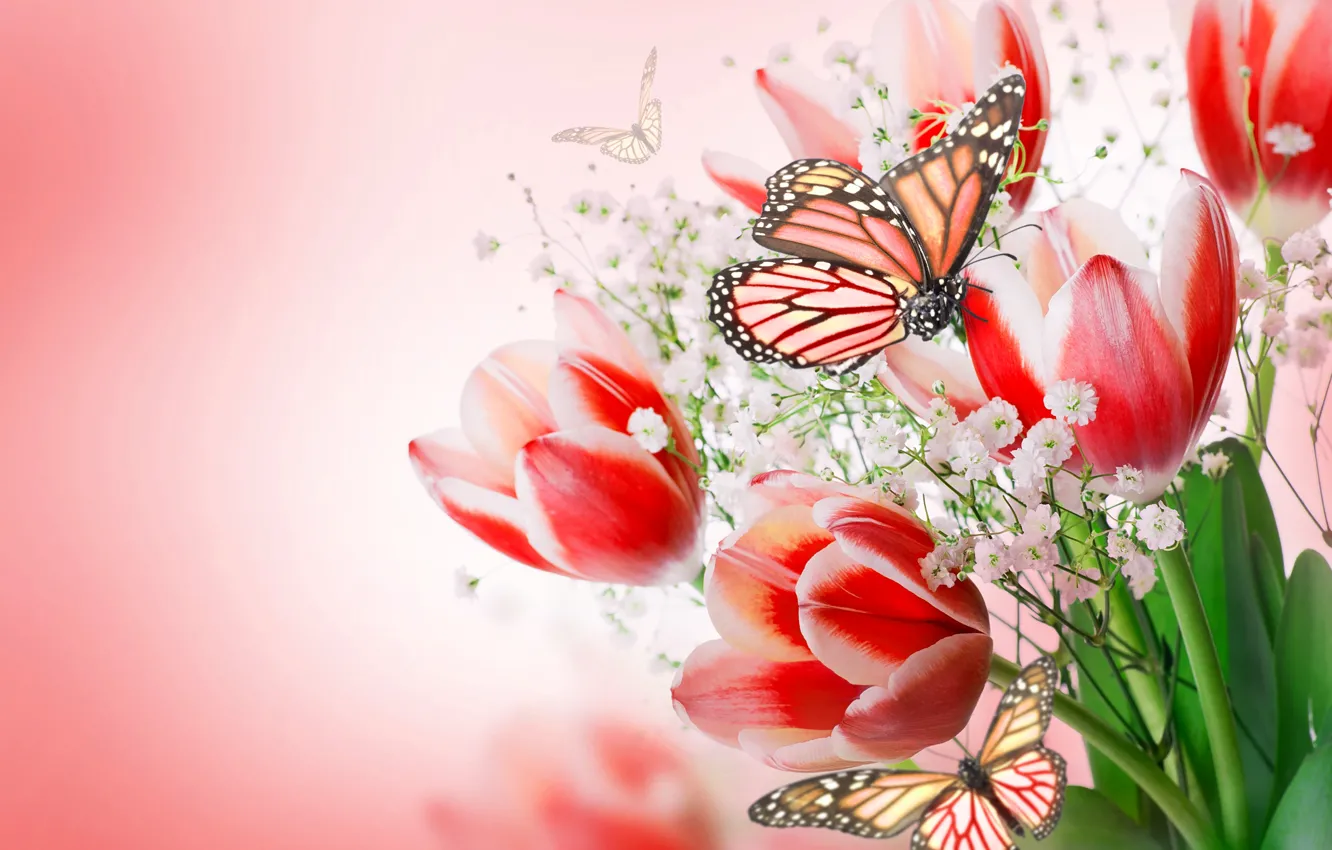 Photo wallpaper butterfly, flowers, bouquet, flowers, tulips, bouquet, butterflies, flowers and butterflies