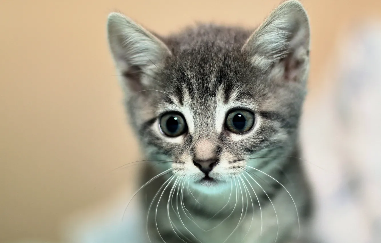 Photo wallpaper cat, eyes, look, close-up, kitty, grey, portrait, muzzle
