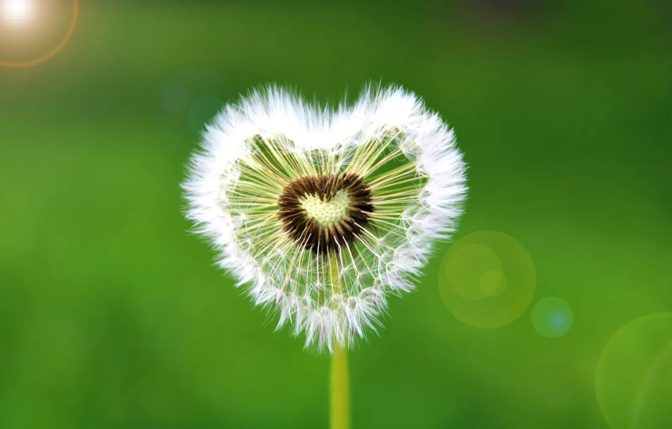 Photo wallpaper love, heart, flowers, green background, Dandelion flower, Spring Flowers, Heart shape, Sunflare