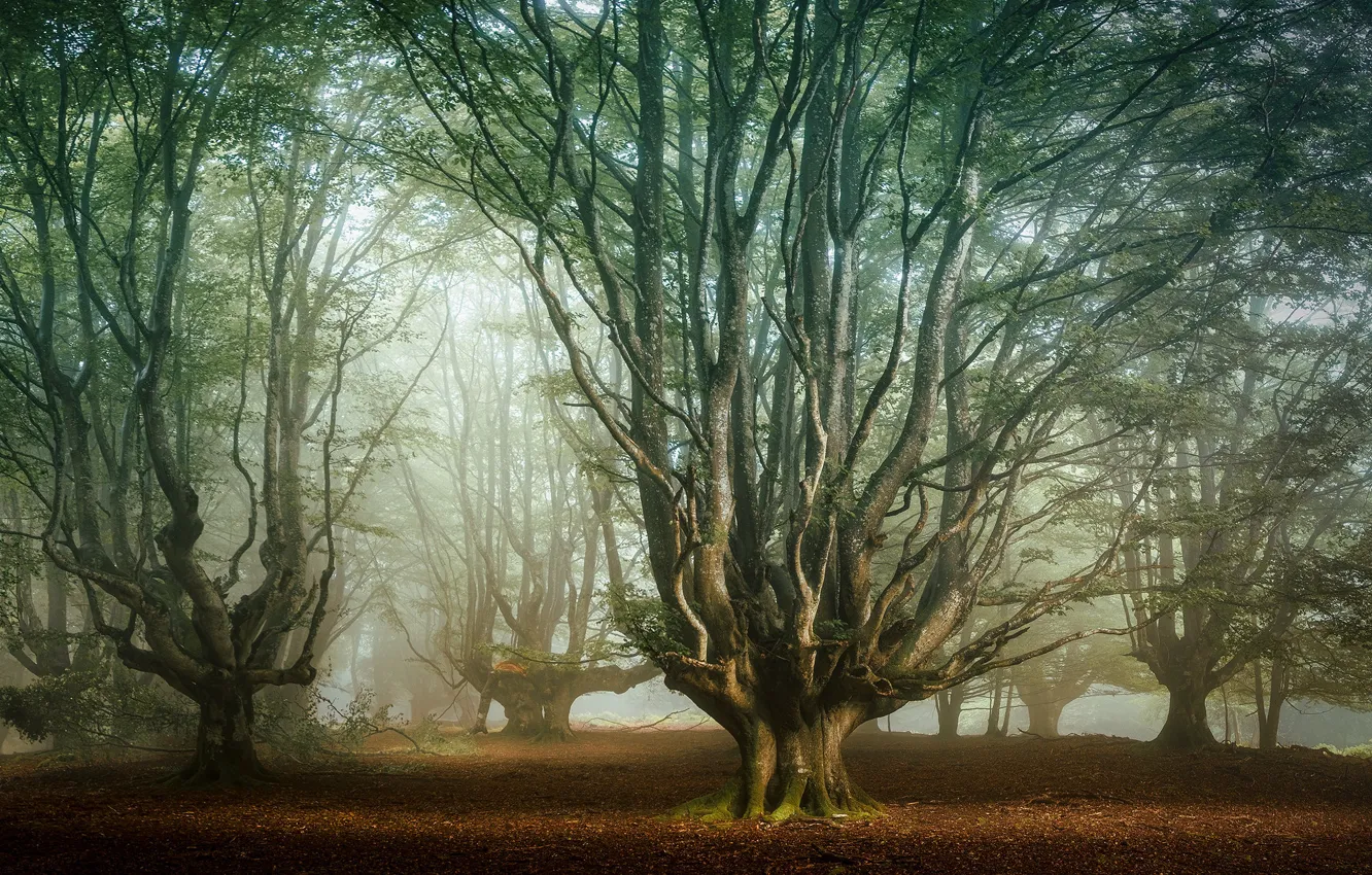 Photo wallpaper morning, Park, fog, trees, foliage, branches, forest, trunk