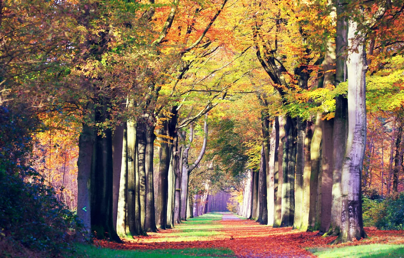 Photo wallpaper road, autumn, landscape