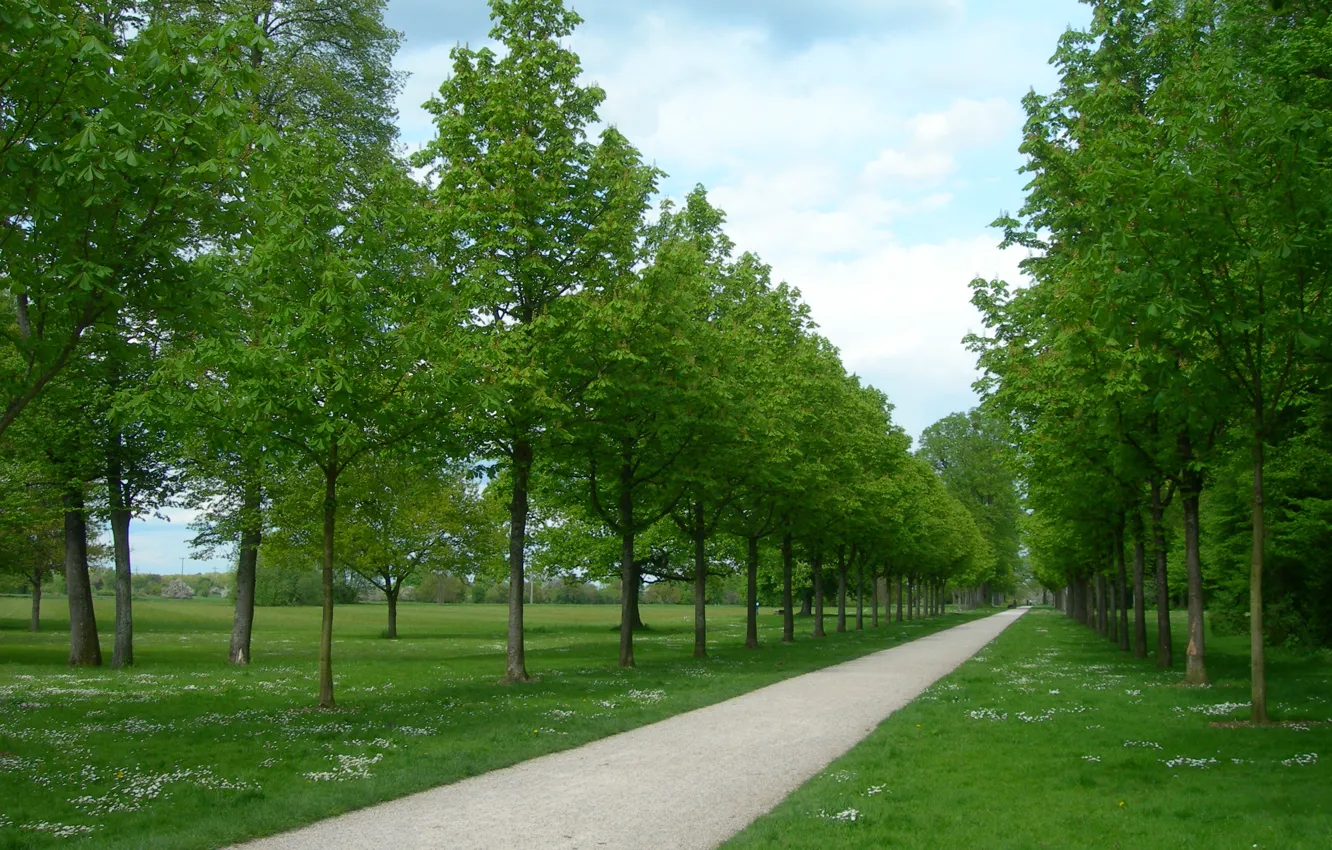 Photo wallpaper greens, trees, Park, track, trees, park