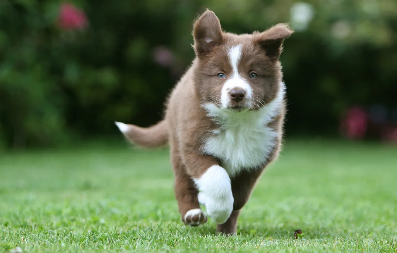 Photo wallpaper grass, puppy, husky, walks, dog