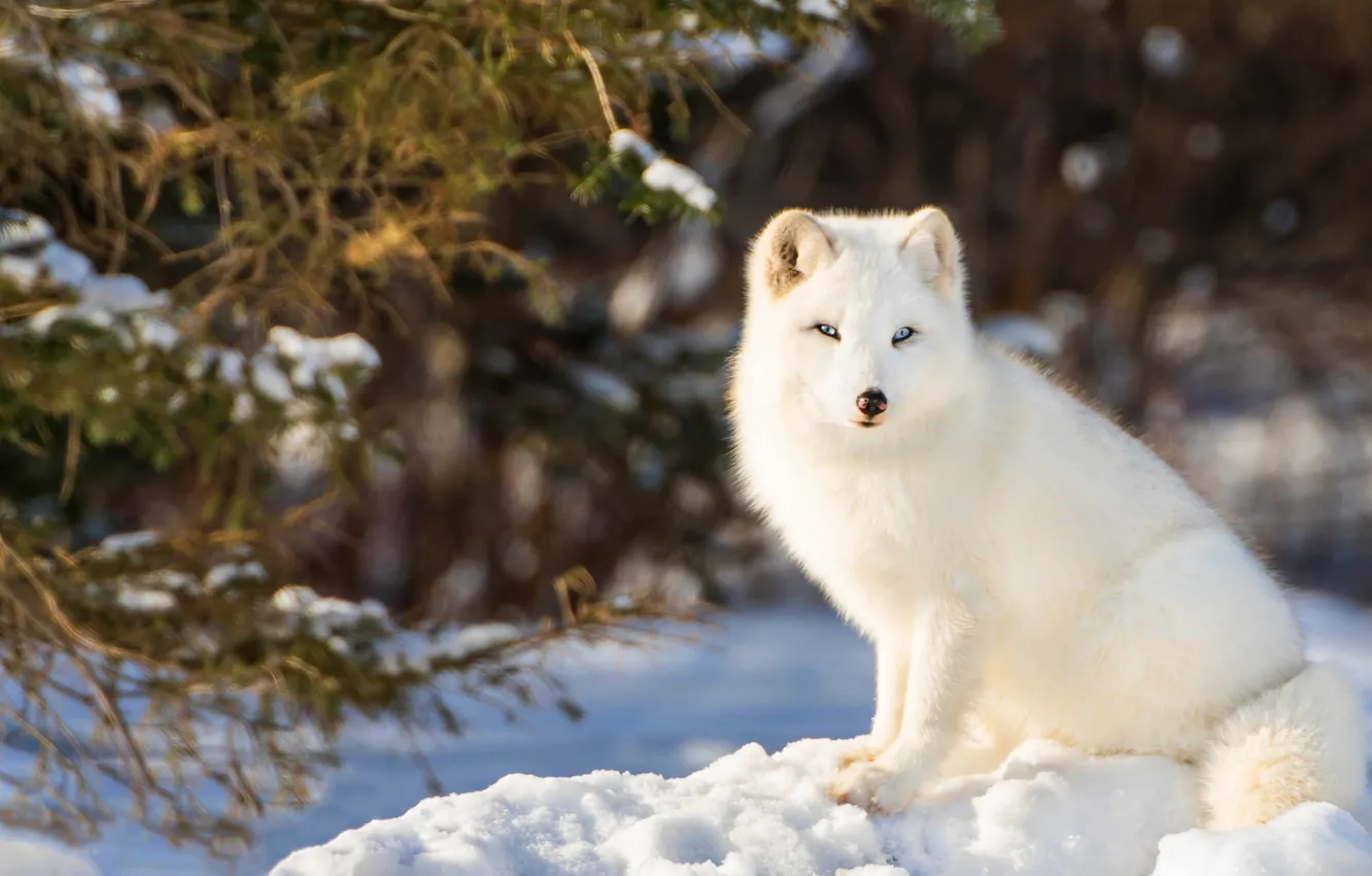 Photo wallpaper winter, forest, look, snow, nature, background, spruce, fluffy