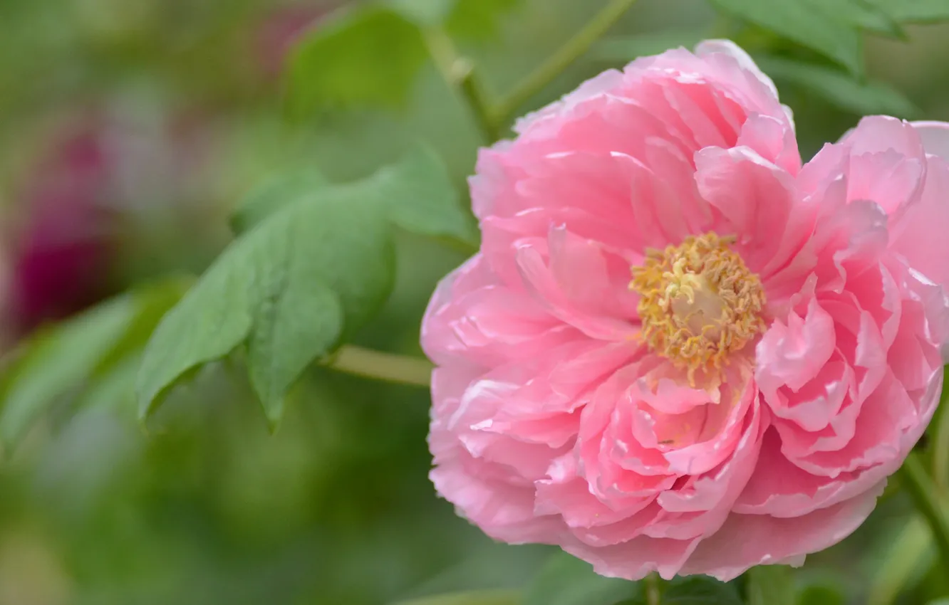 Photo wallpaper tenderness, pink, peonies
