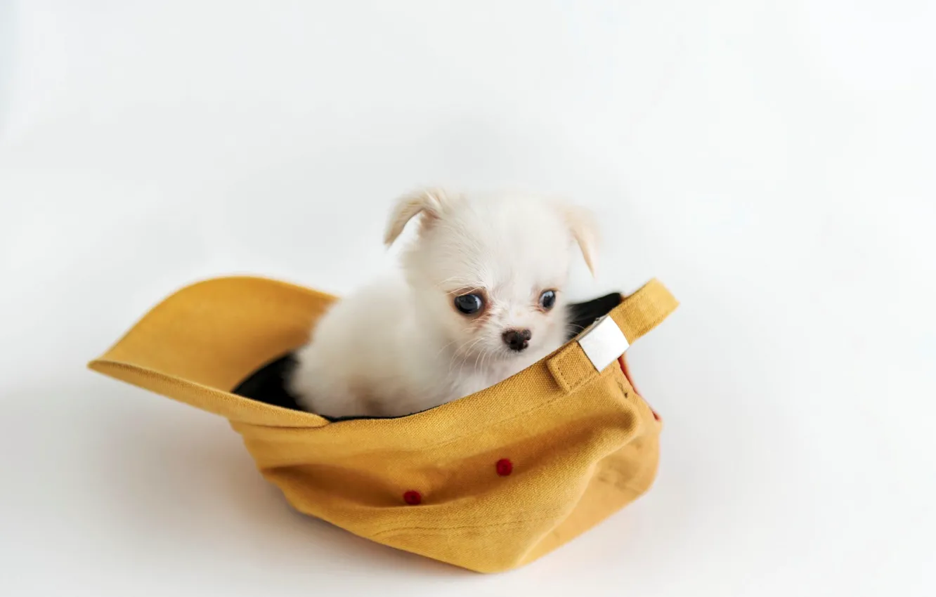 Wallpaper background, puppy, cap for mobile and desktop, section собаки