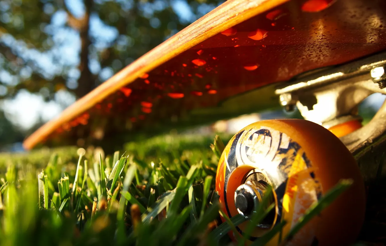 Photo wallpaper grass, macro, sport, skateboard