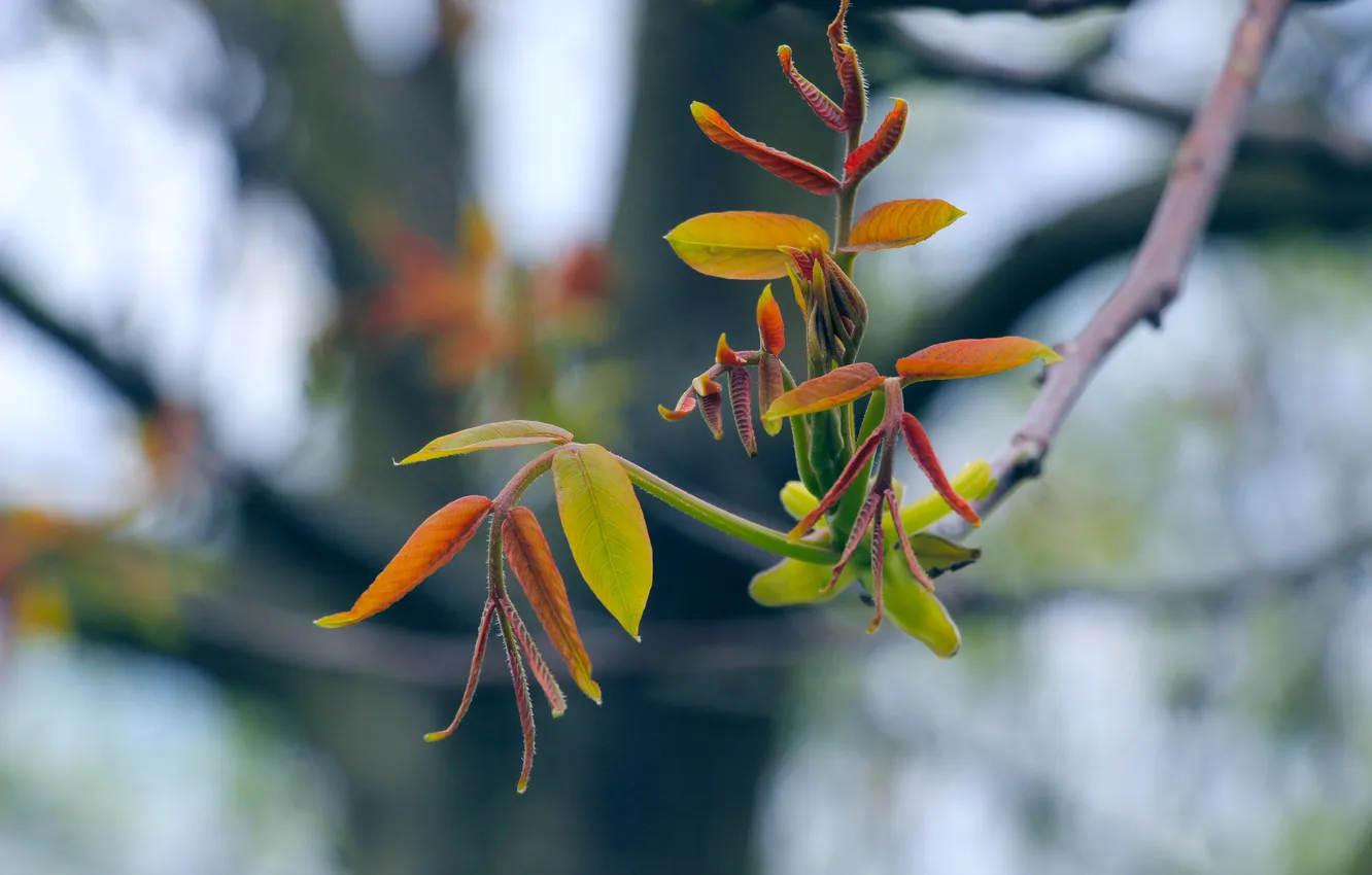 Photo wallpaper spring, leaf, twig