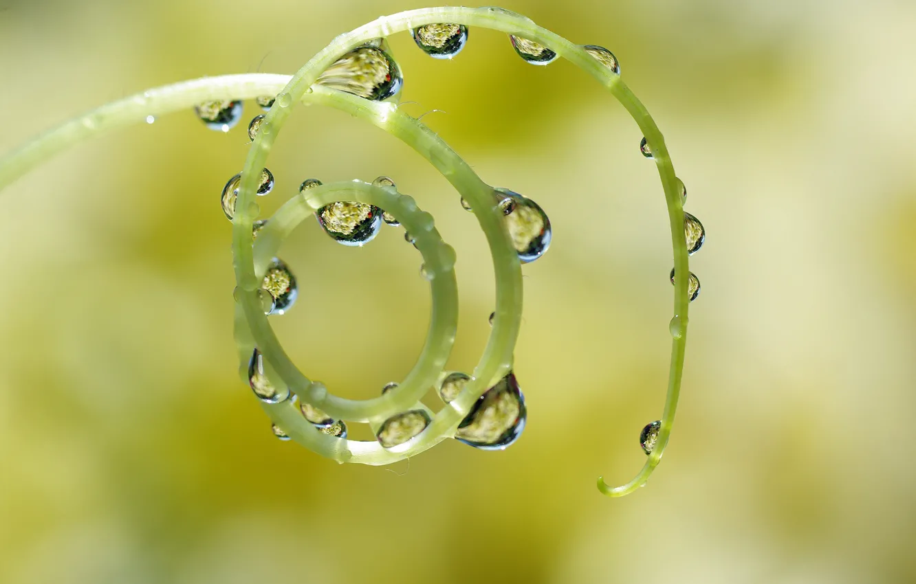 Photo wallpaper summer, water, drops, macro, flowers, nature, reflection, fantasy