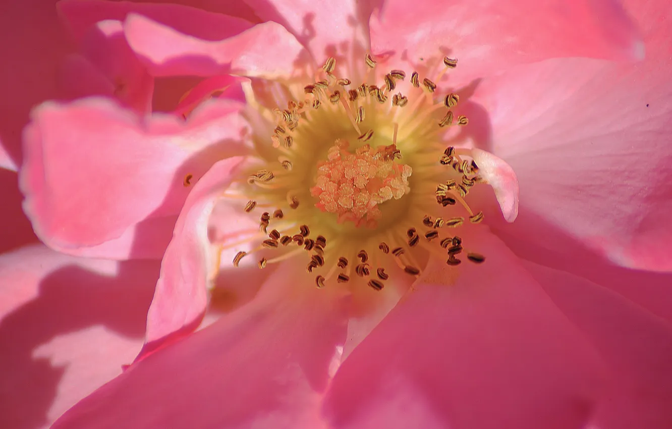 Photo wallpaper flowers, pink, flower, pink, macro, Pollen
