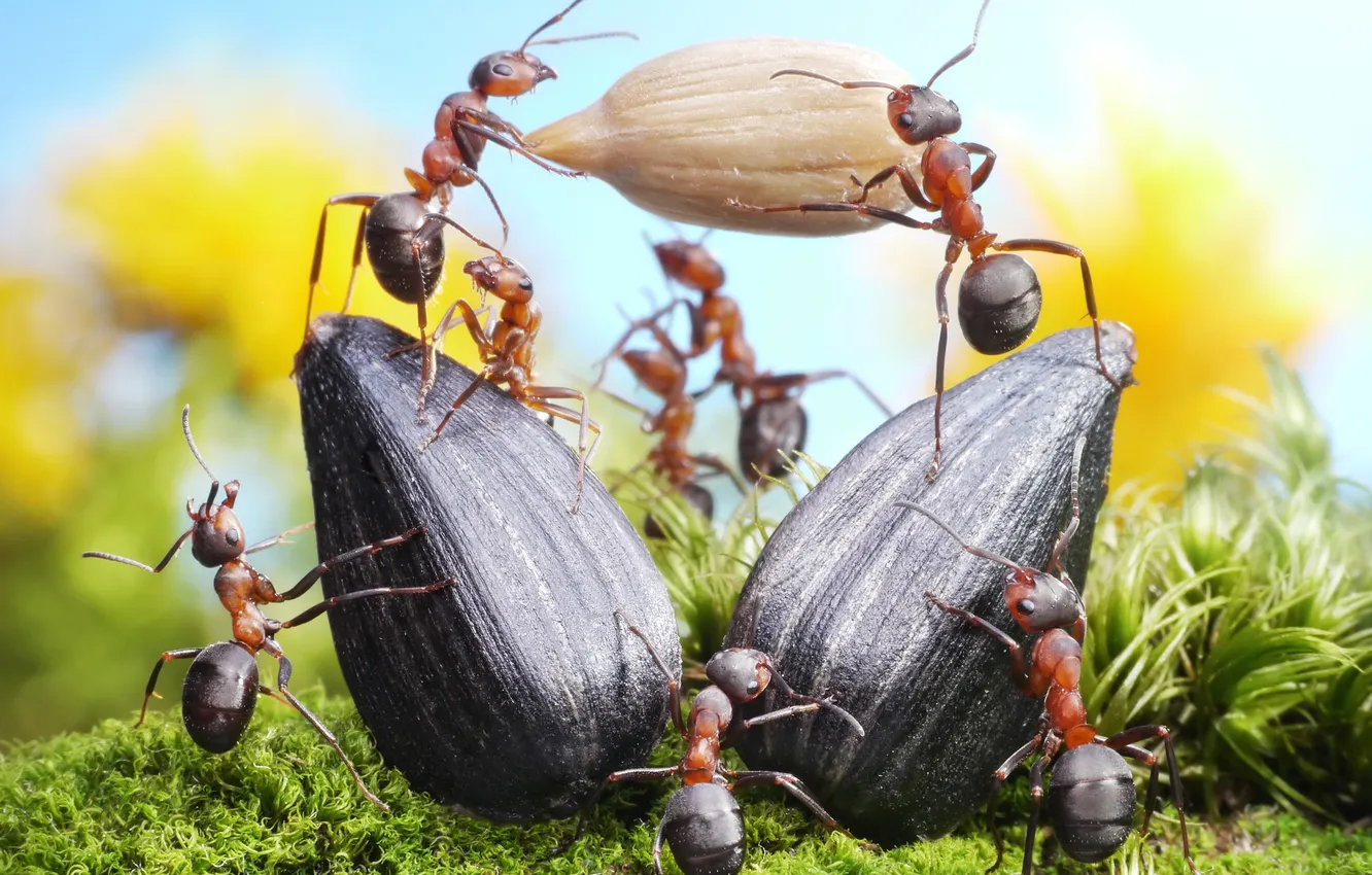Photo wallpaper summer, grass, macro, insects, work, the situation, ants, seeds