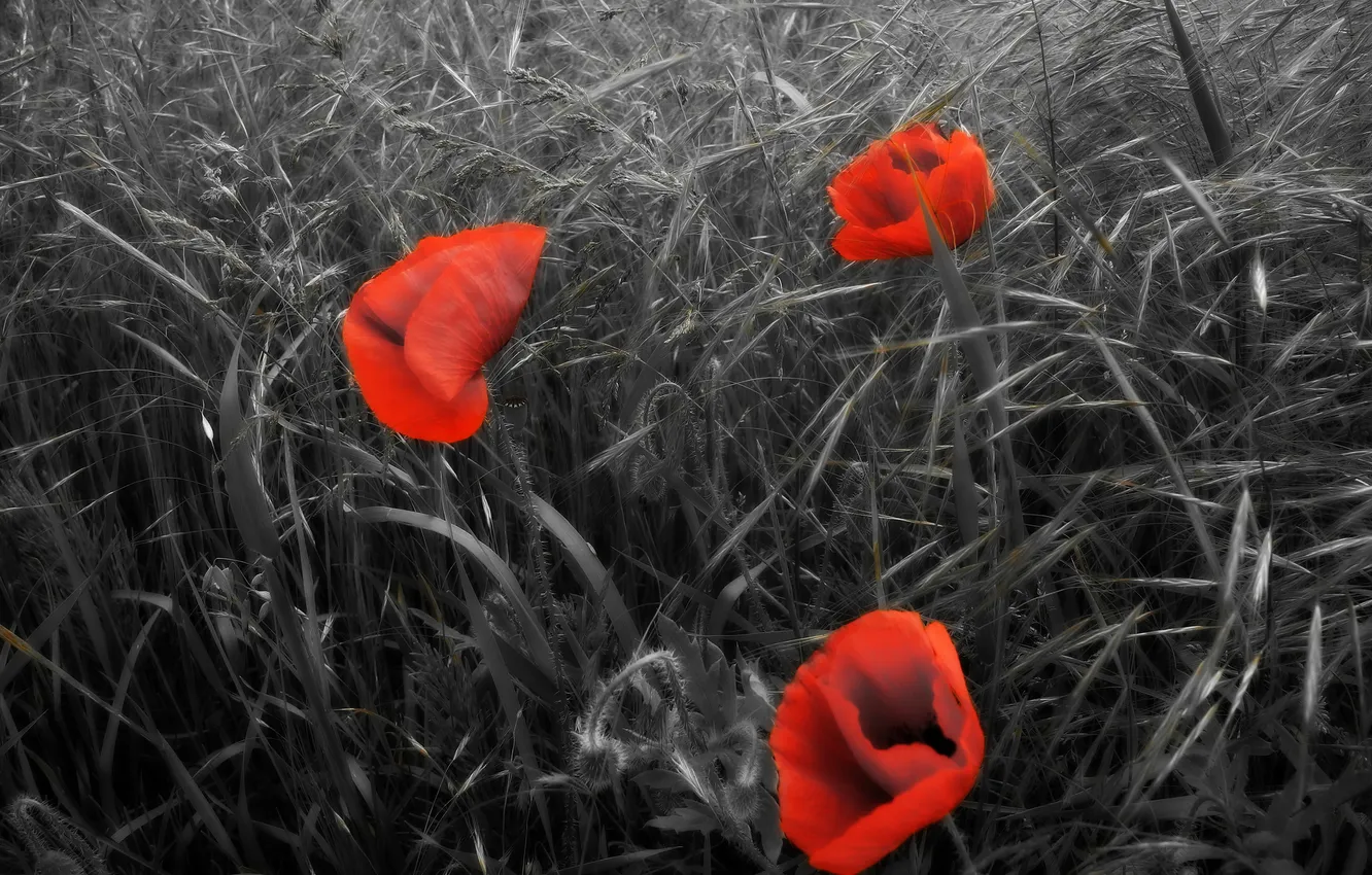 Photo wallpaper field, flowers, plant, Maki