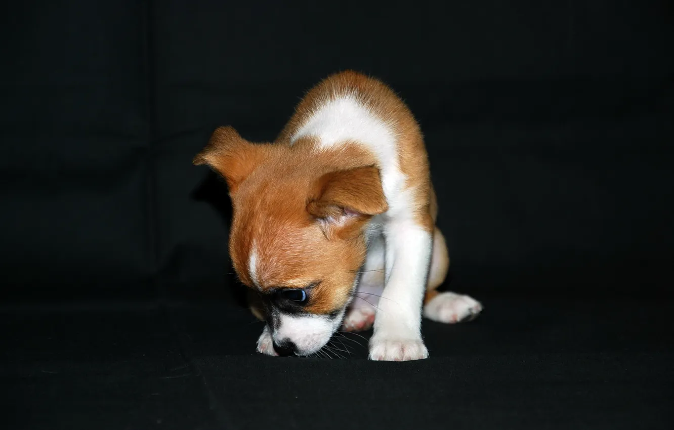 Photo wallpaper background, dog, puppy