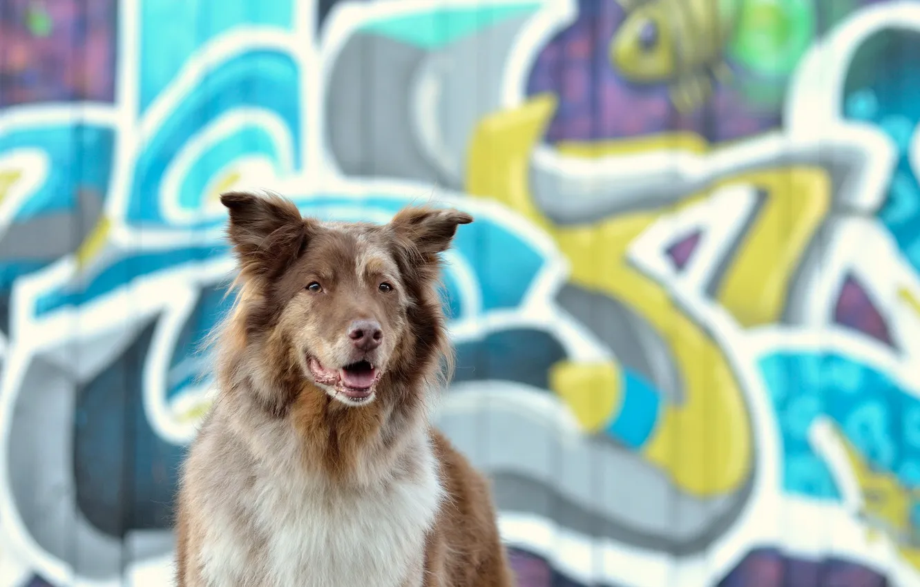 Photo wallpaper look, each, dog