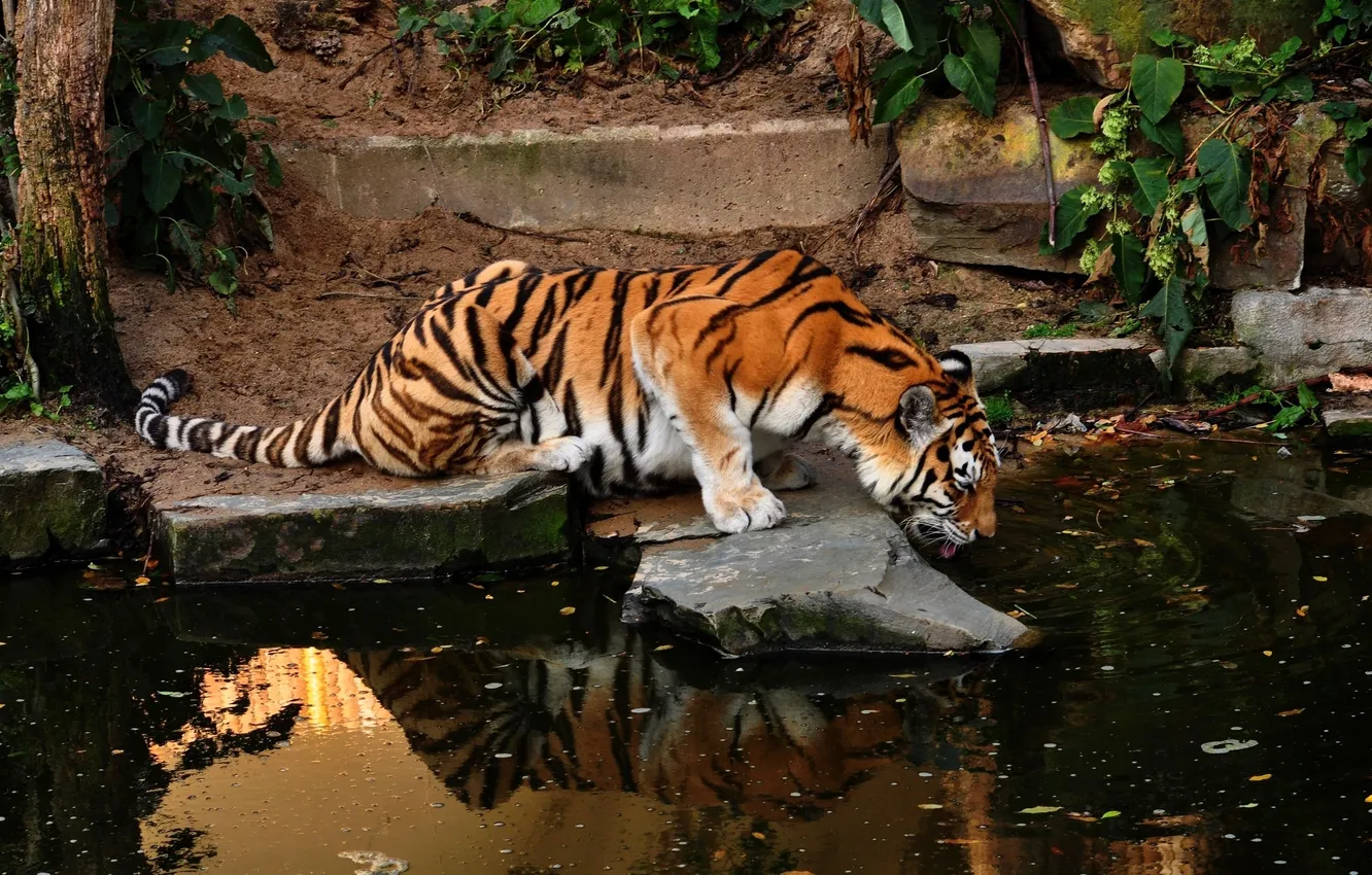 Photo wallpaper cat, water, trees, tiger, stones, zoo