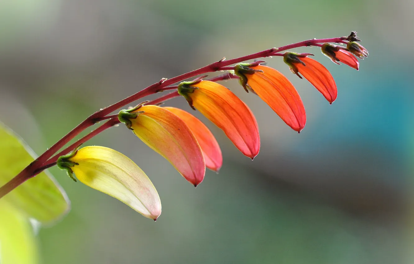 Photo wallpaper flowers, branches, nature, stem