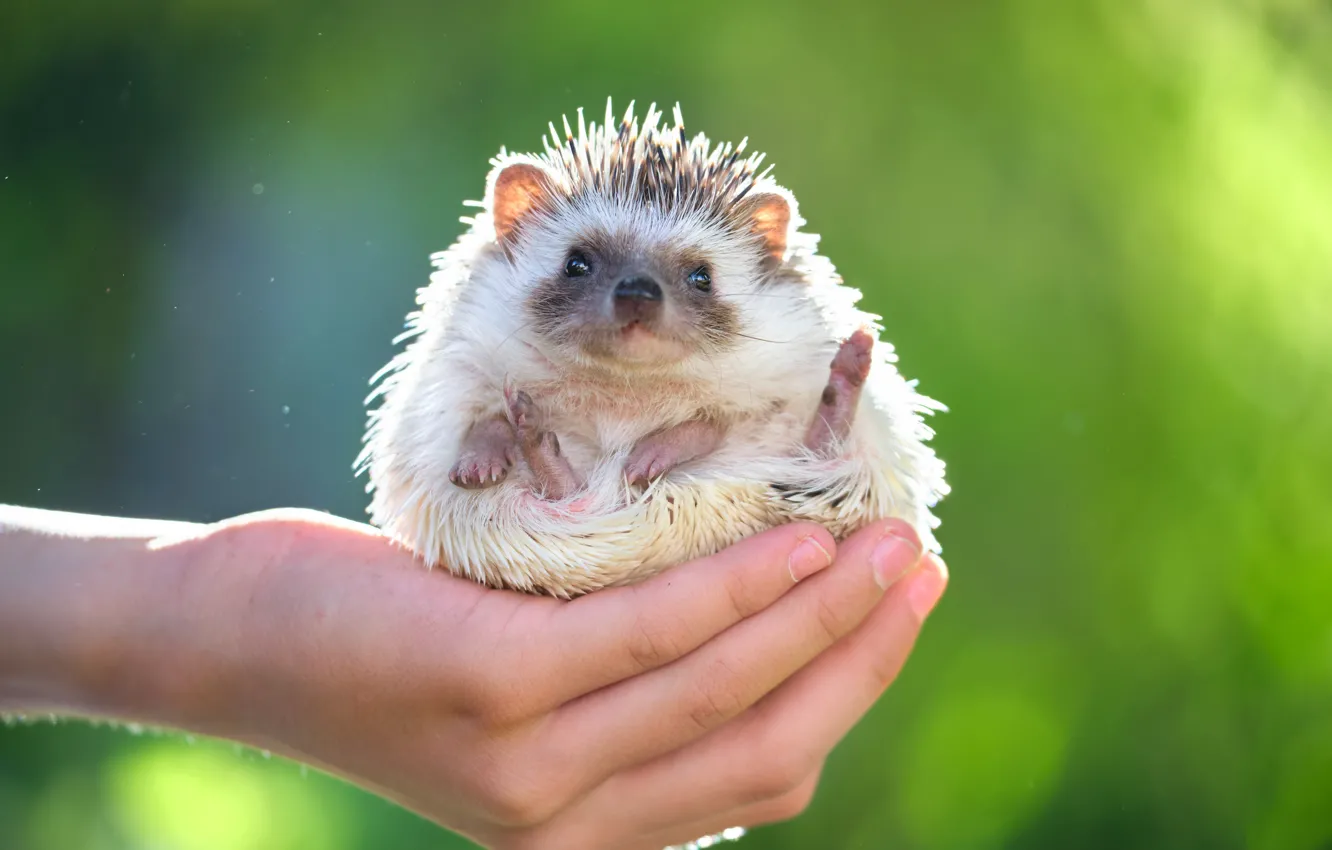 Photo wallpaper look, background, legs, hands, muzzle, hedgehog, bokeh, pet