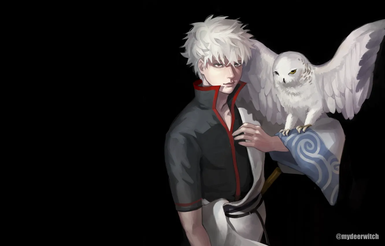 Photo wallpaper owl, anime, guy, Gintama, Sakata Gintoki, Gintama