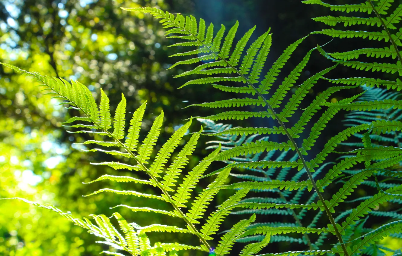 Photo wallpaper green, forest, fern