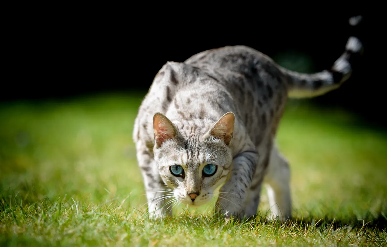 Photo wallpaper cat, grass, cat, look, blue eyes, bokeh