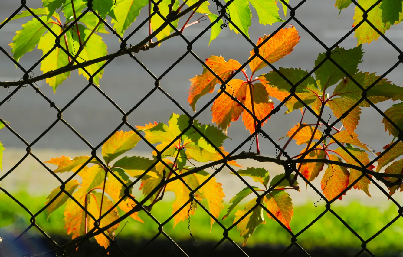 Photo wallpaper metal, leafs, fence, color, twig