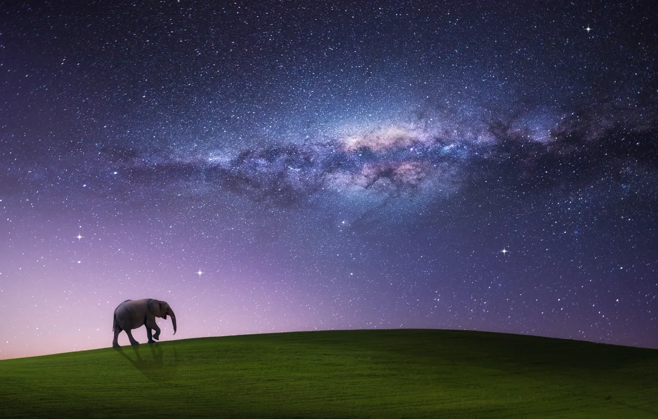Photo wallpaper field, the sky, stars, night, sleep, the milky way, walking elephant