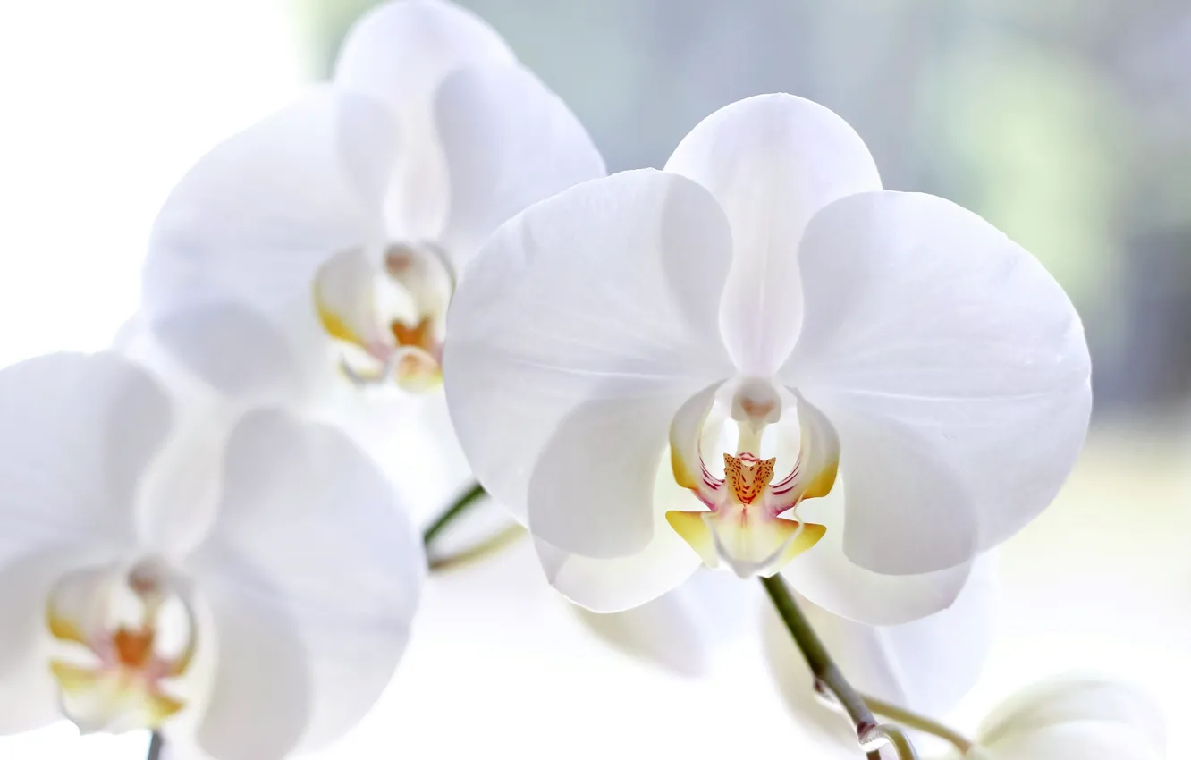 Photo wallpaper macro, flowers, petals, white, orchids, Phalaenopsis