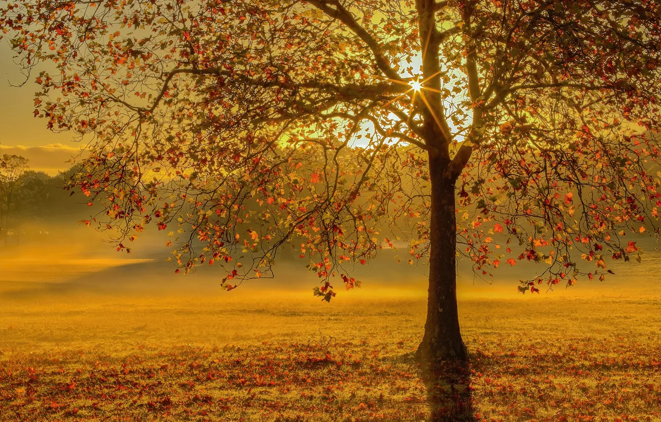 Photo wallpaper autumn, leaves, rays, sunset, tree