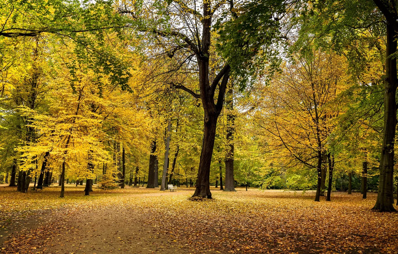 Photo wallpaper autumn, trees, Park, foliage