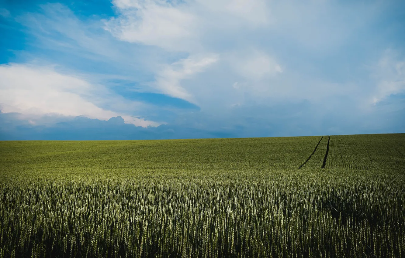 Photo wallpaper wheat, field, summer, the sky, clouds, dal, space, track