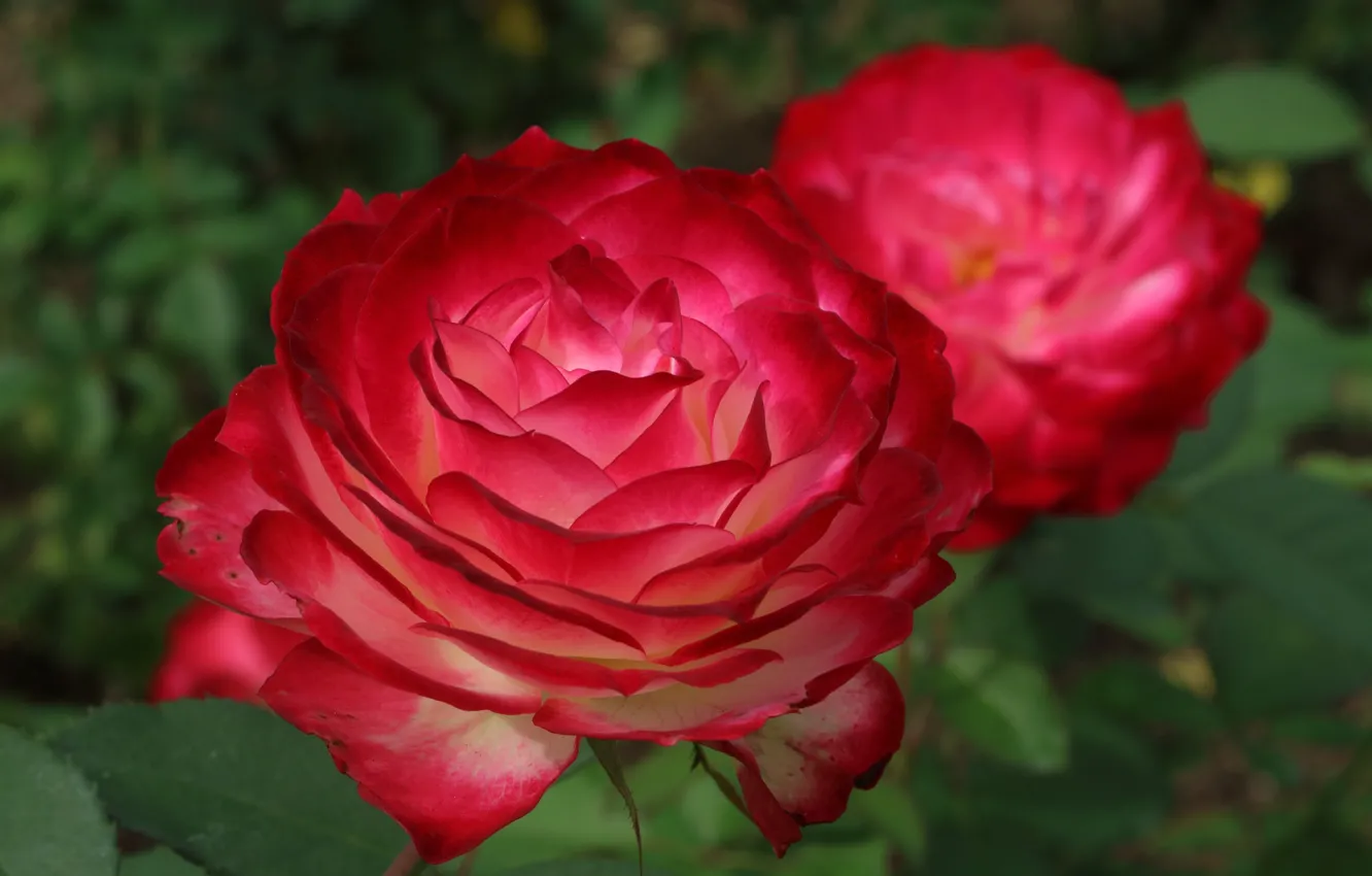 Photo wallpaper roses, petals, bokeh