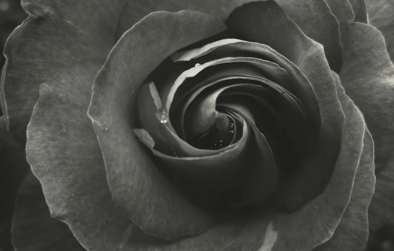 Photo wallpaper Rose, Garden, Rosa, Petals, Belarus, Layers, Black and white
