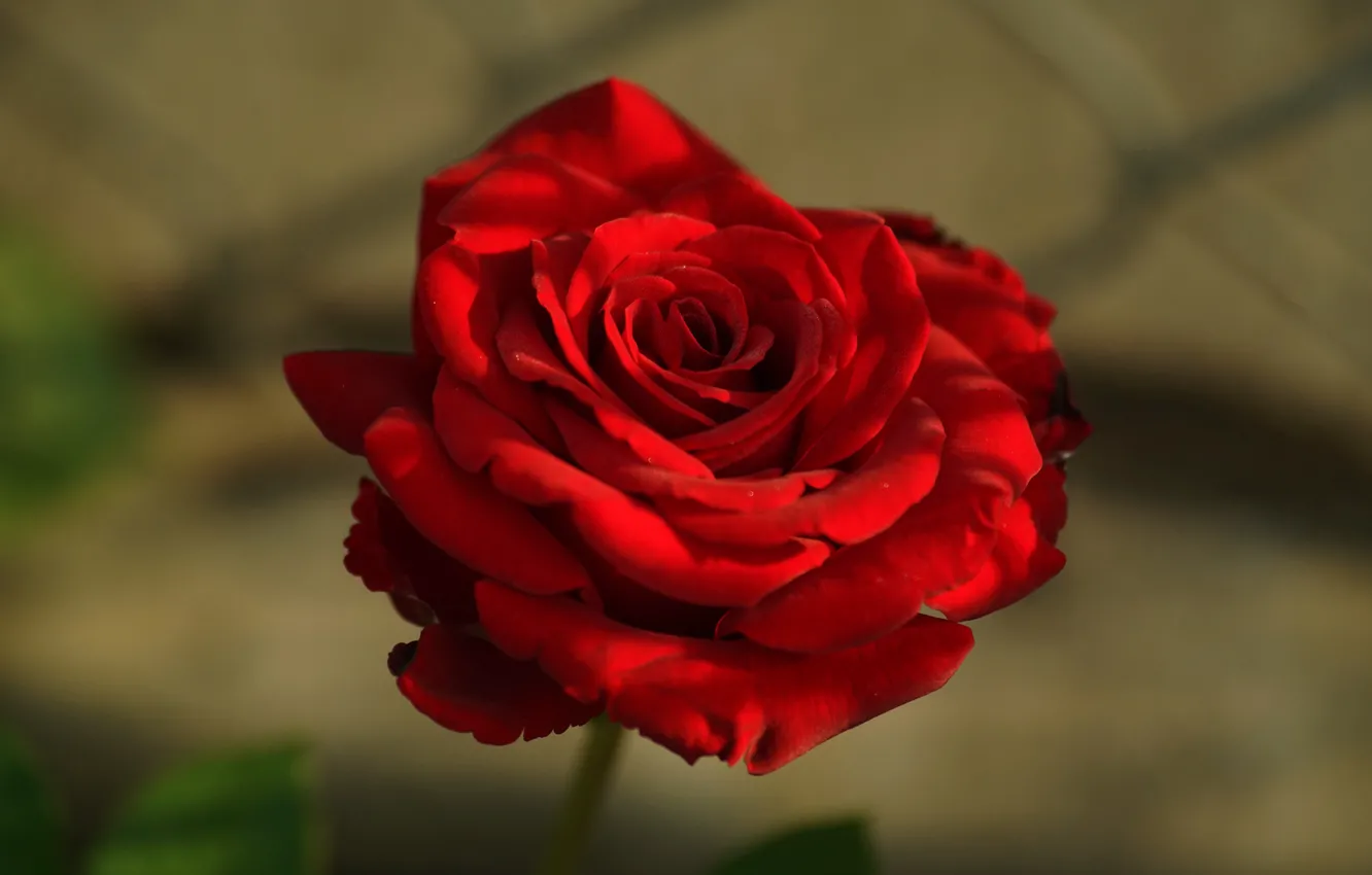 Photo wallpaper flower, light, background, mesh, rose, beauty, Bud, red