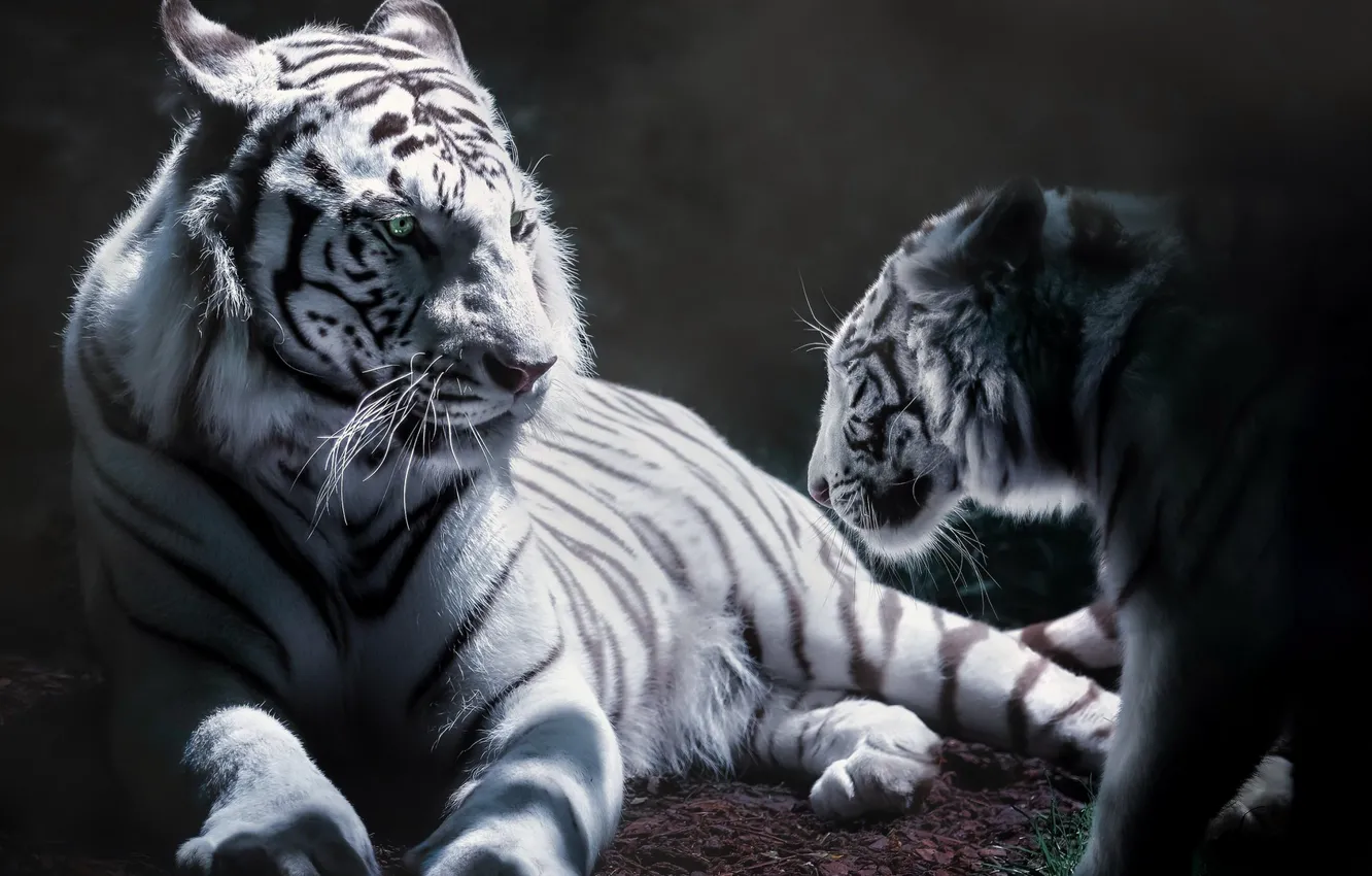 Photo wallpaper animals, background, tigers