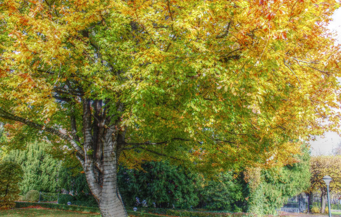 Photo wallpaper park, tree, leaf, plant