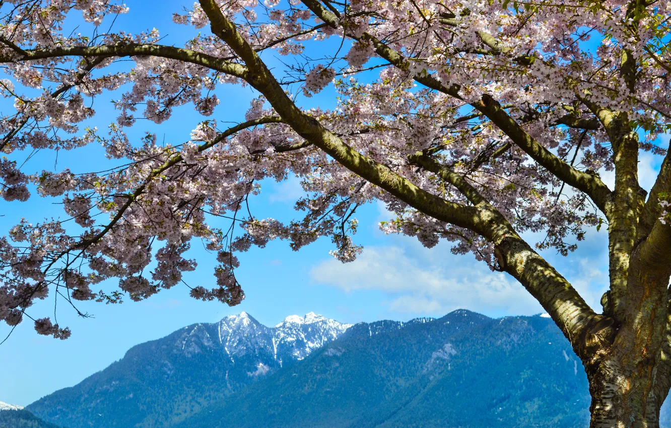 Photo wallpaper mountains, Spring, flowering, mountains, spring, flowering