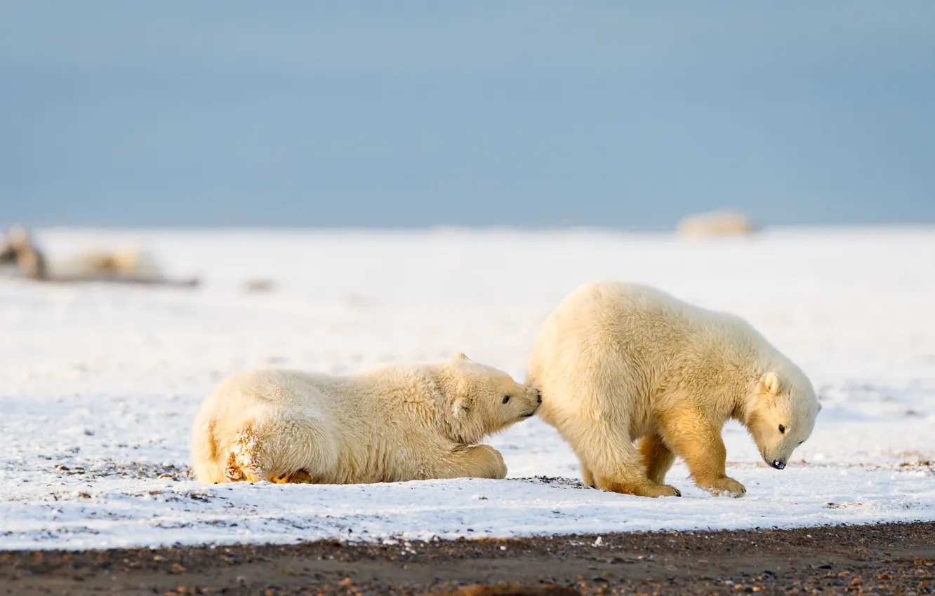 Photo wallpaper winter, white, ass, the sky, snow, nature, pose, the game