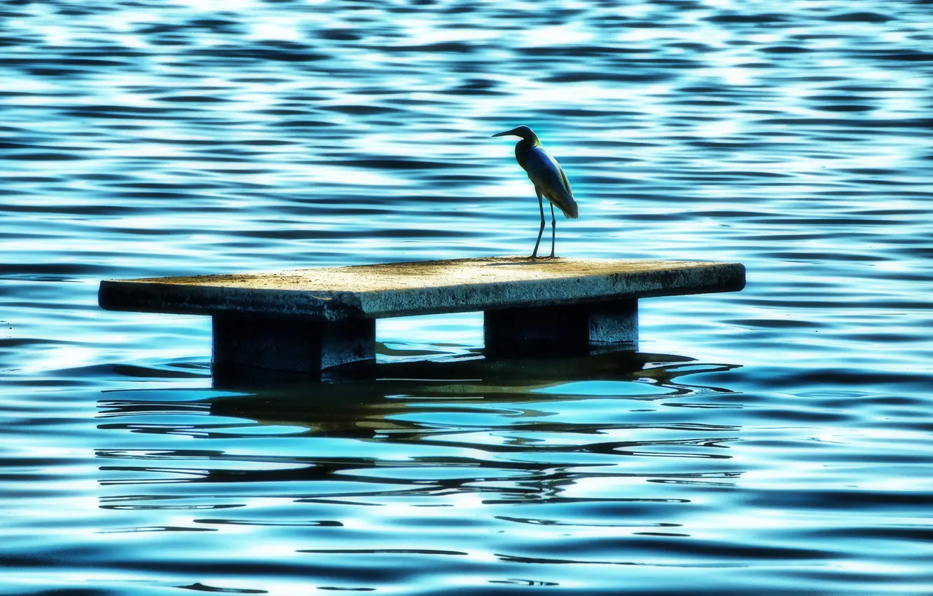 Photo wallpaper water, nature, bird