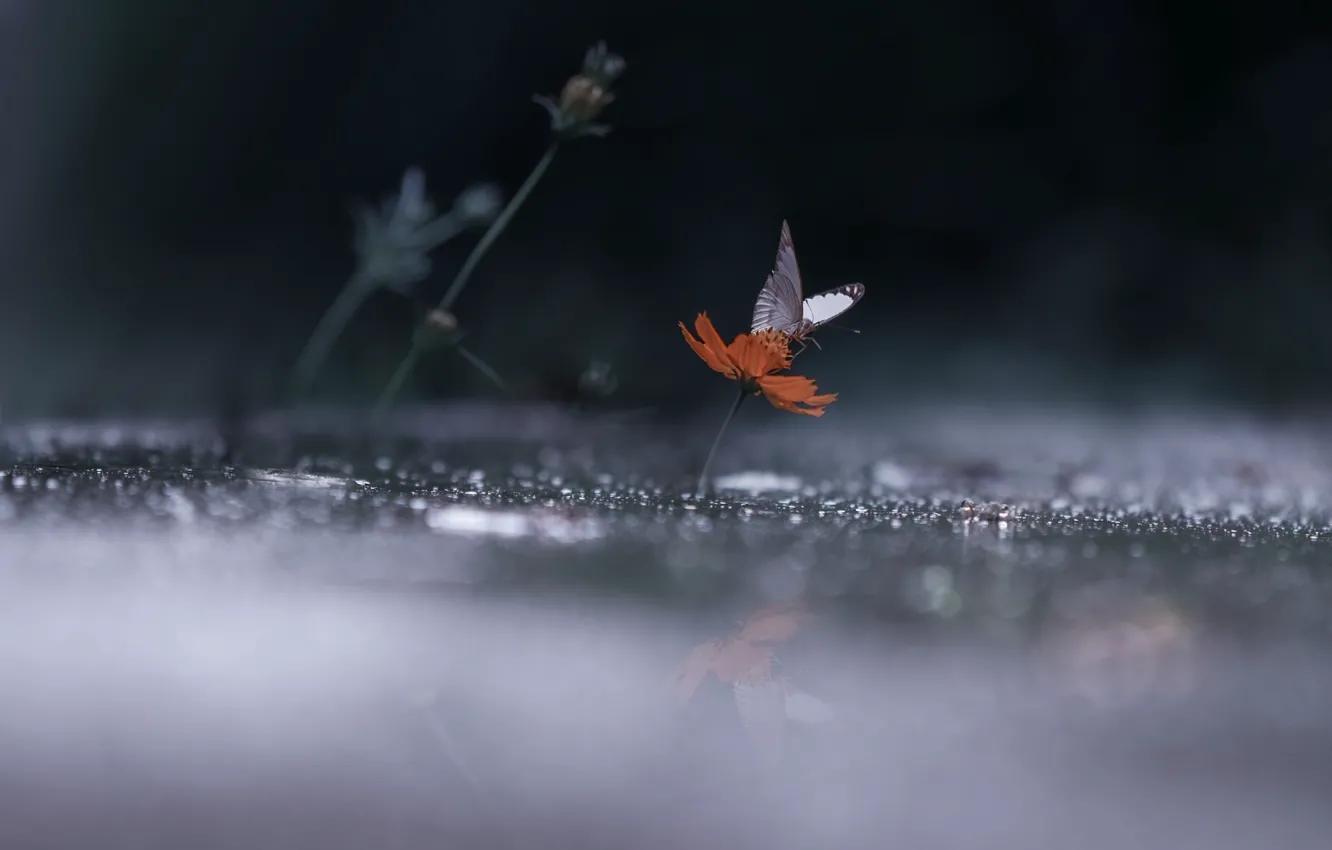 Photo wallpaper drops, light, reflection, rain, darkness, butterfly, wings, Flower