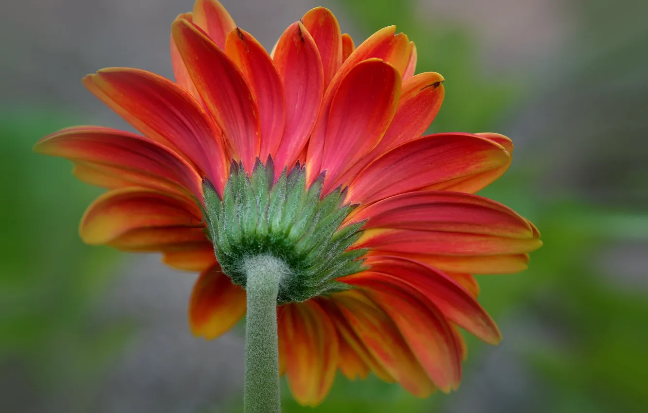 Photo wallpaper flowers, petals, stem, gerbera