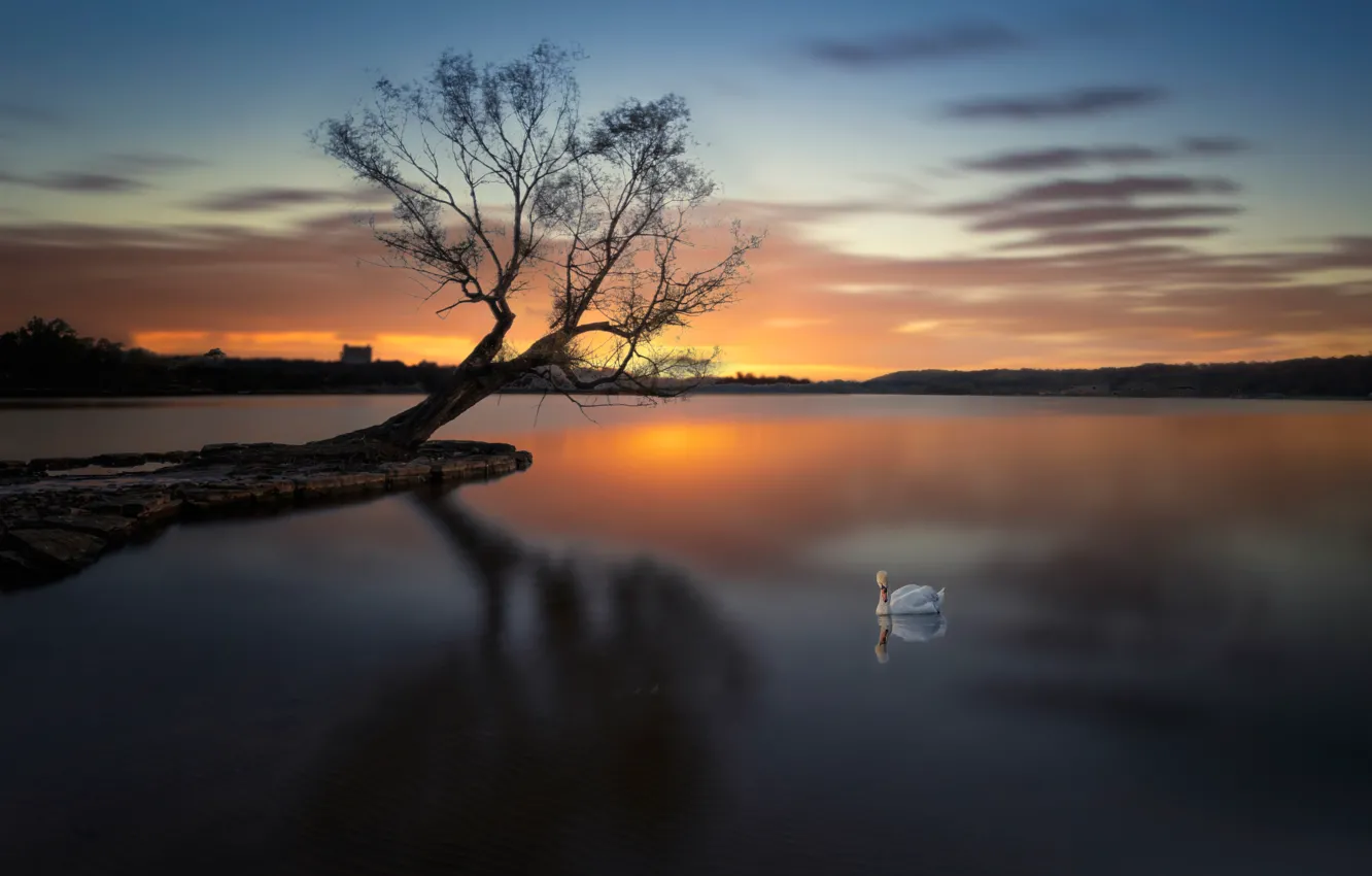 Photo wallpaper trees, swans, pond