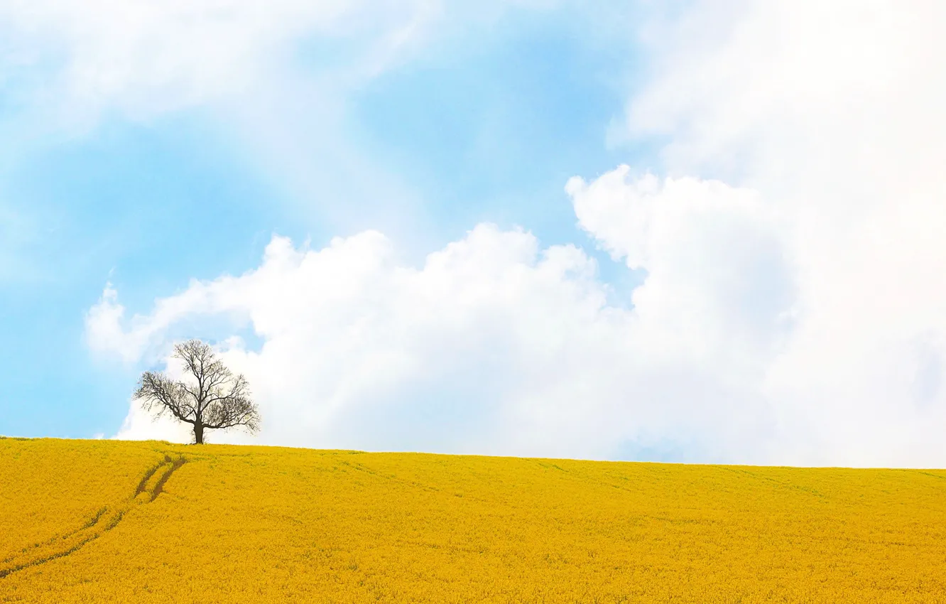 Photo wallpaper field, trees, rape