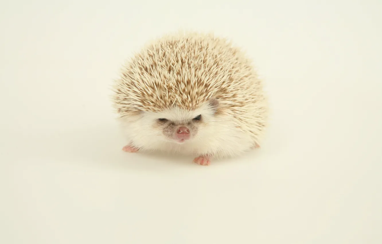 Photo wallpaper light, background, hedgehog