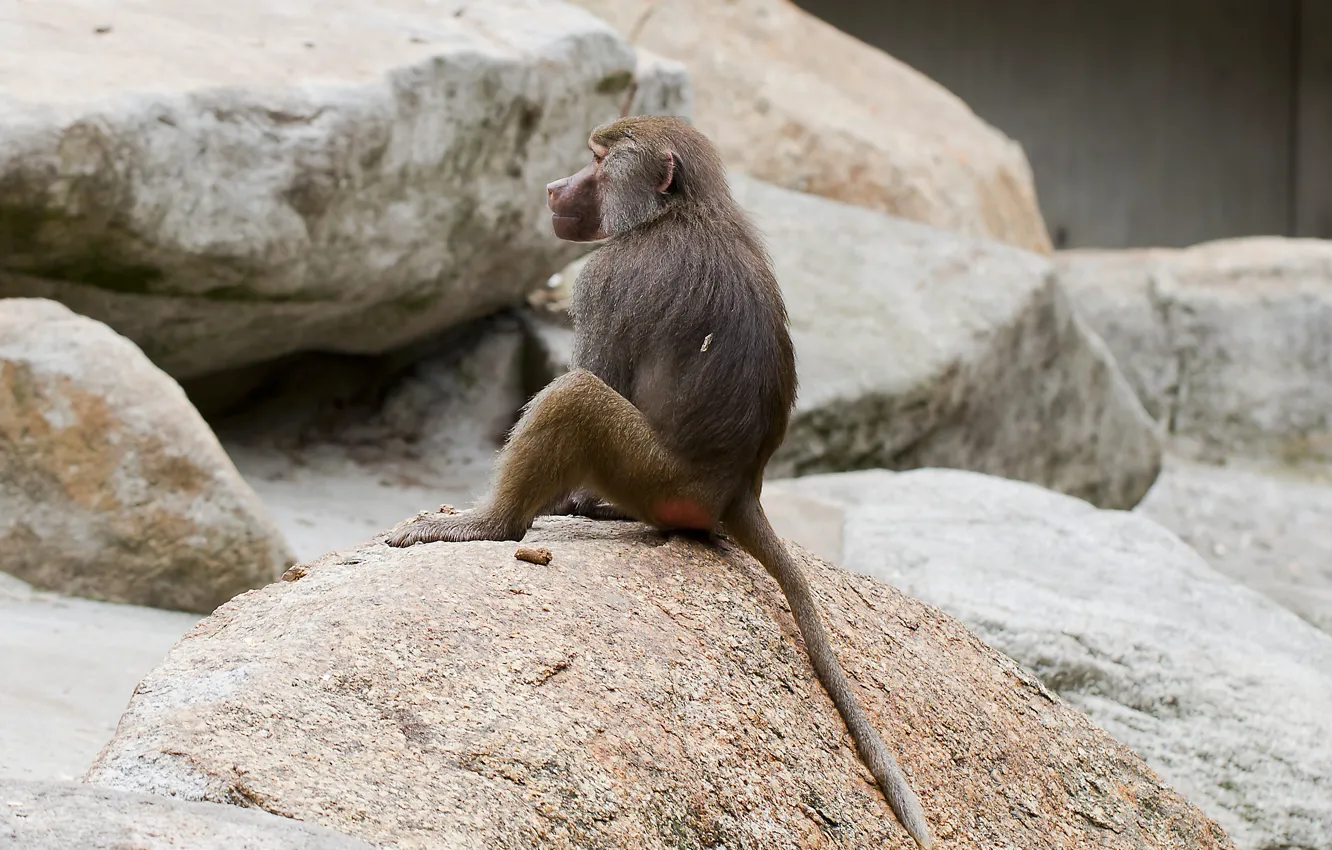 Photo wallpaper stones, Germany, leisure, existential meditation, Hamadryad, or frilled baboon (Papio hamadryas)