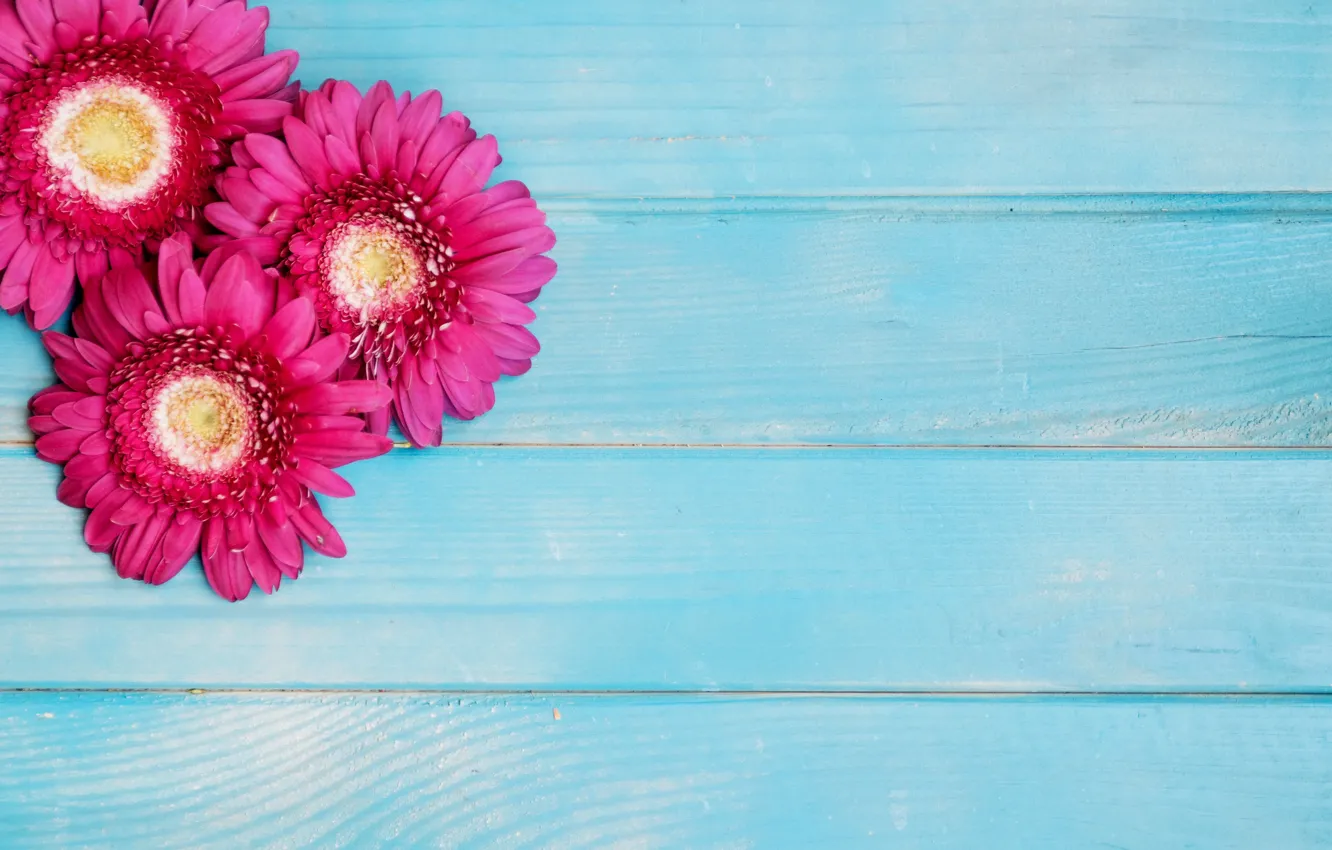 Photo wallpaper flowers, pink, blue background, gerbera